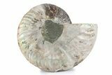 Cut & Polished Ammonite Fossil (Half) - Madagascar #362368-1